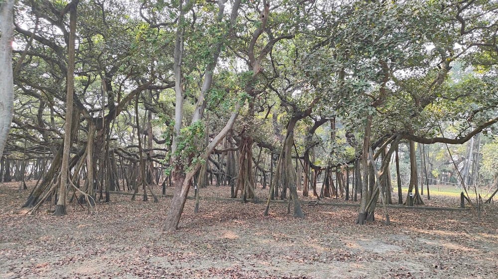The Great Banyan Tree