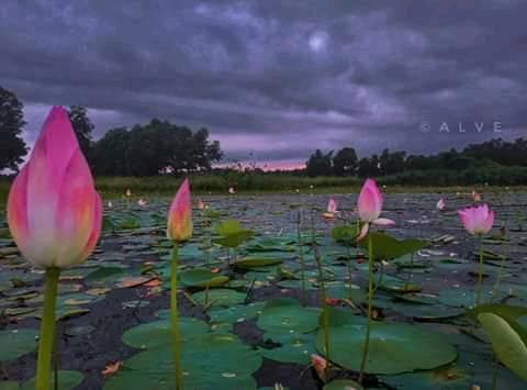 📷 Mahbub Alam