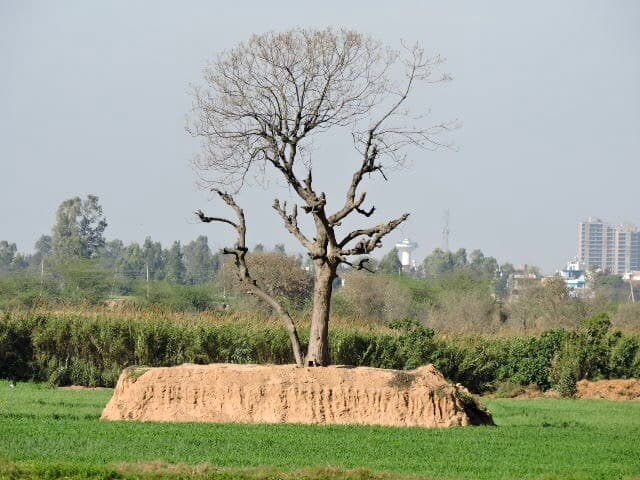 Mohali